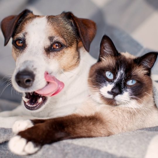 Licking Dog jack russell and gray cat lying on soft plaid. Pets at home